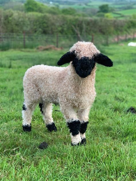 Valais Blacknose New Zealand in conjunction with Reni and Kevin Melvin of Elite Sheep Reproduction, LLC will be selling the first purebred lambs from New Zealand embryos in. . Valais blacknose sheep price